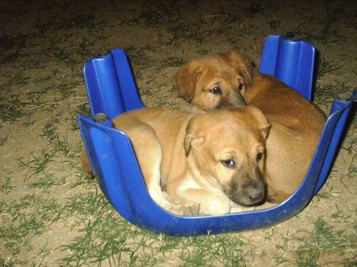 小黄豆最新爆料动态,揭秘娱乐圈最新动态