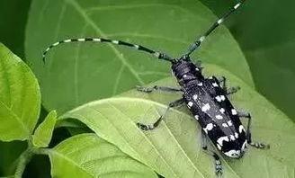 天牛房产最新爆料,揭秘楼市新动向,未来房价走势预测